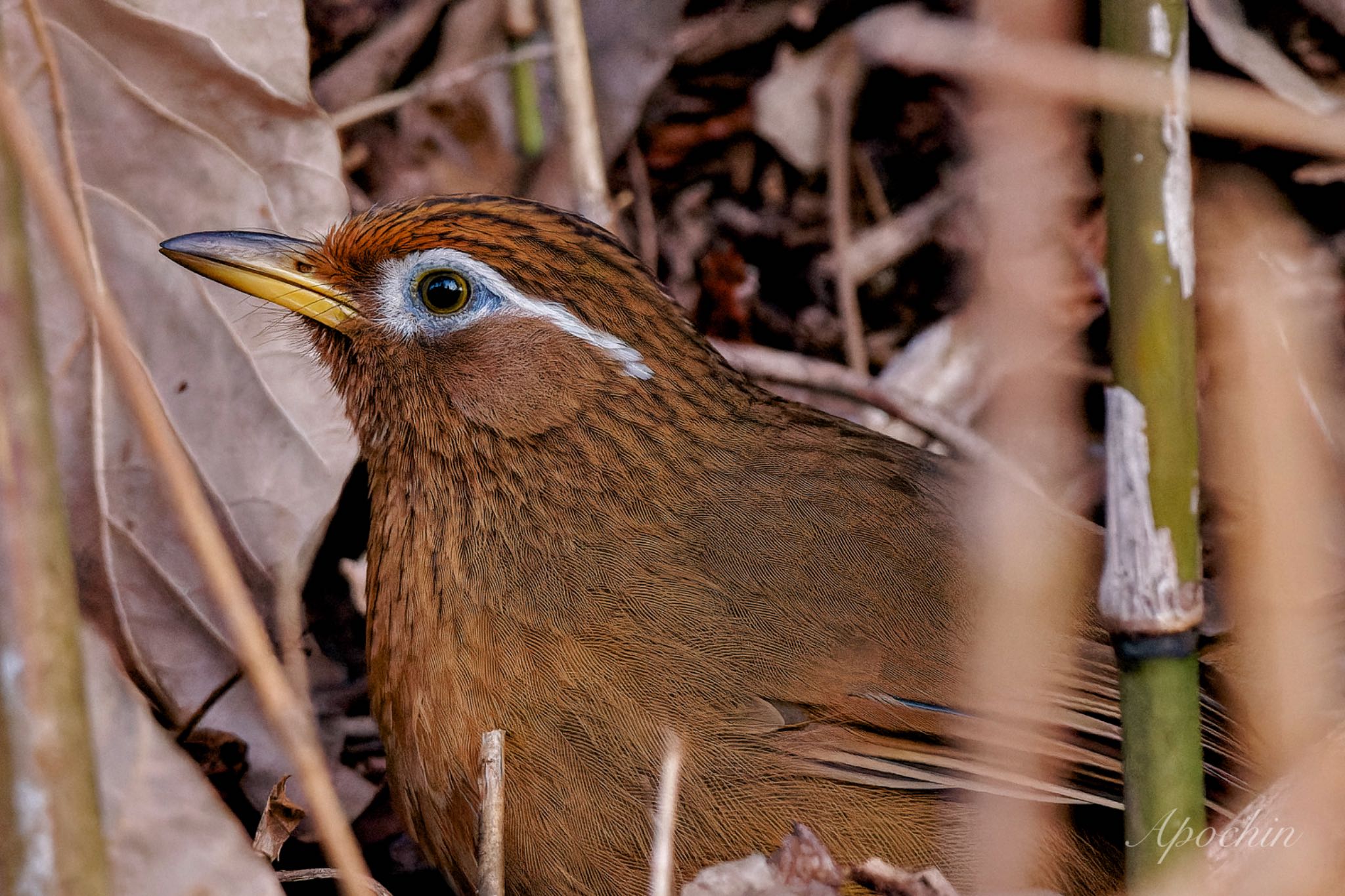 こども自然公園 (大池公園/横浜市) ガビチョウの写真 by アポちん