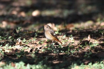 ジョウビタキ 高崎自然の森 2024年1月9日(火)