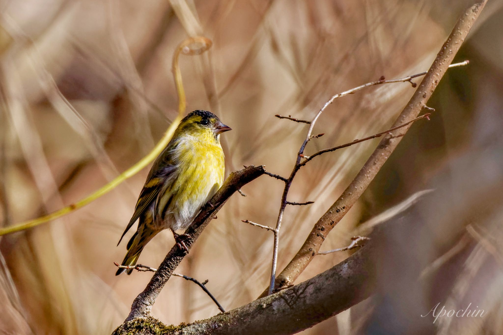 Eurasian Siskin