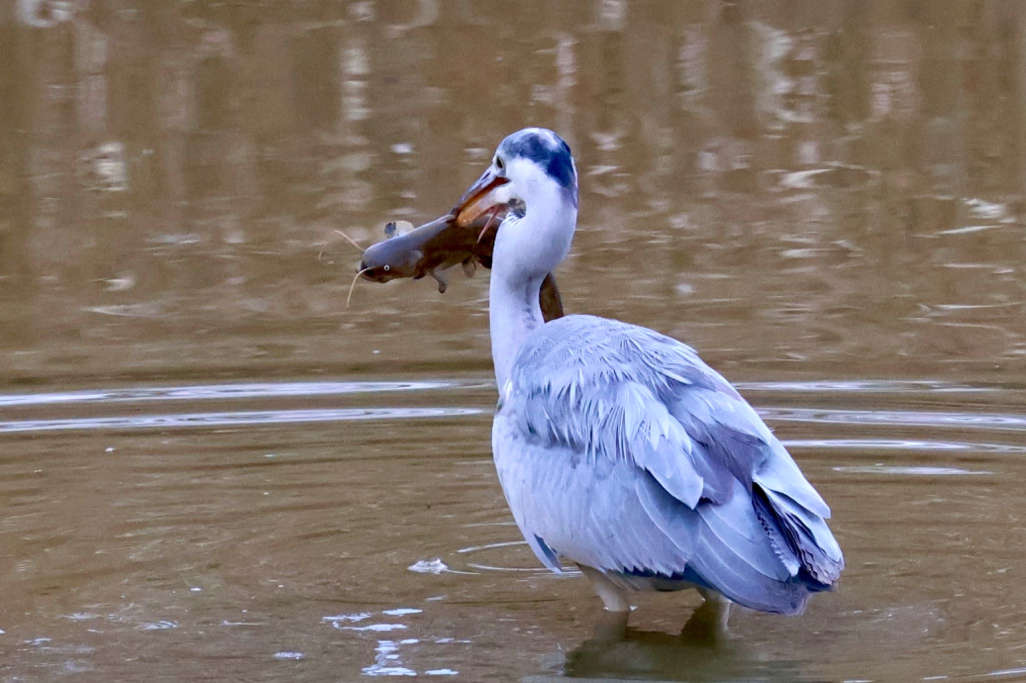 Grey Heron