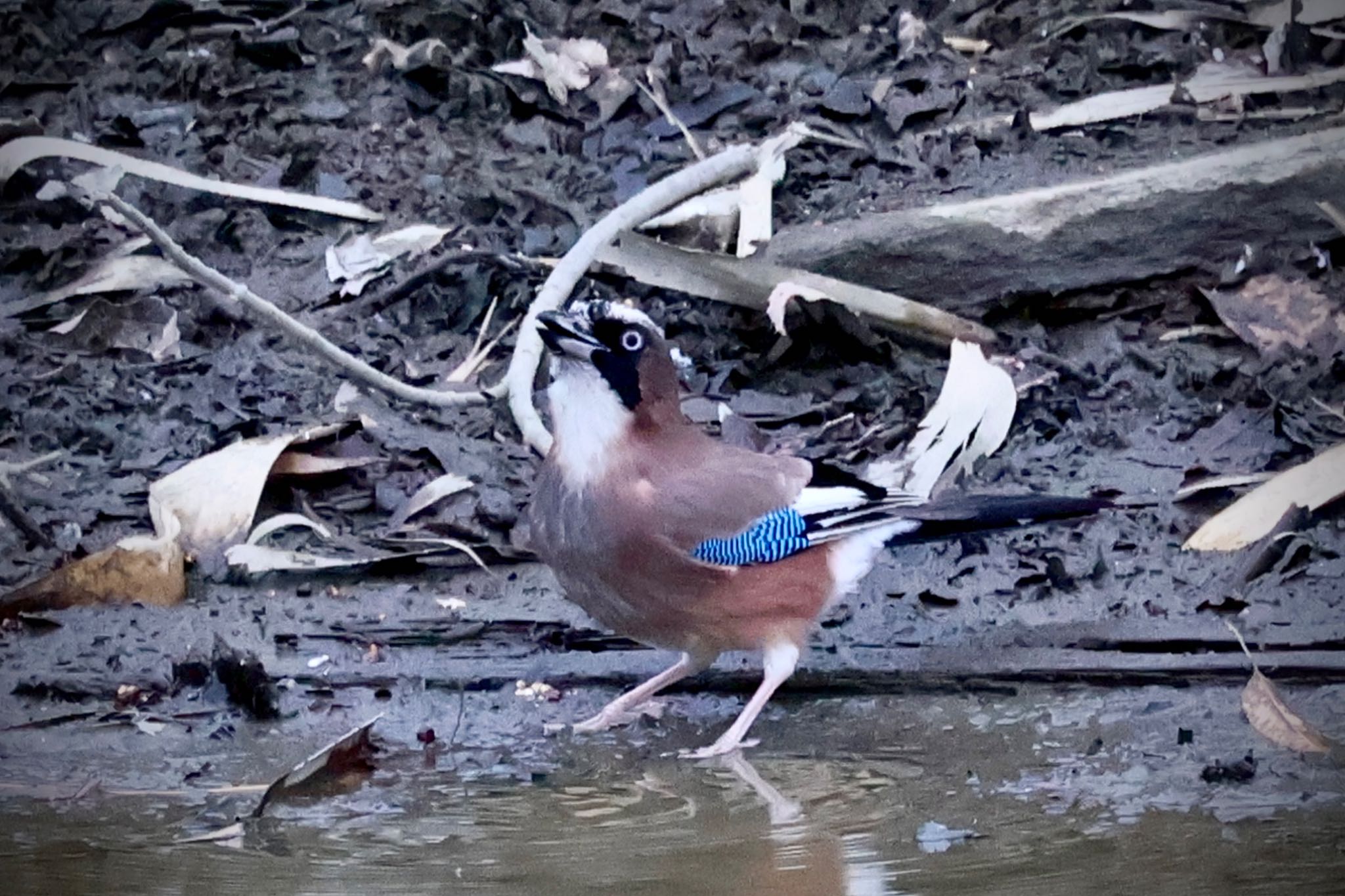 Eurasian Jay