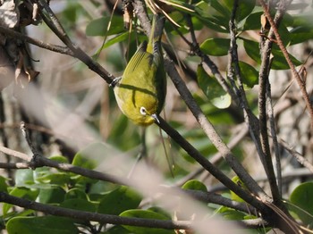 Warbling White-eye Osaka Nanko Bird Sanctuary Sun, 1/7/2024