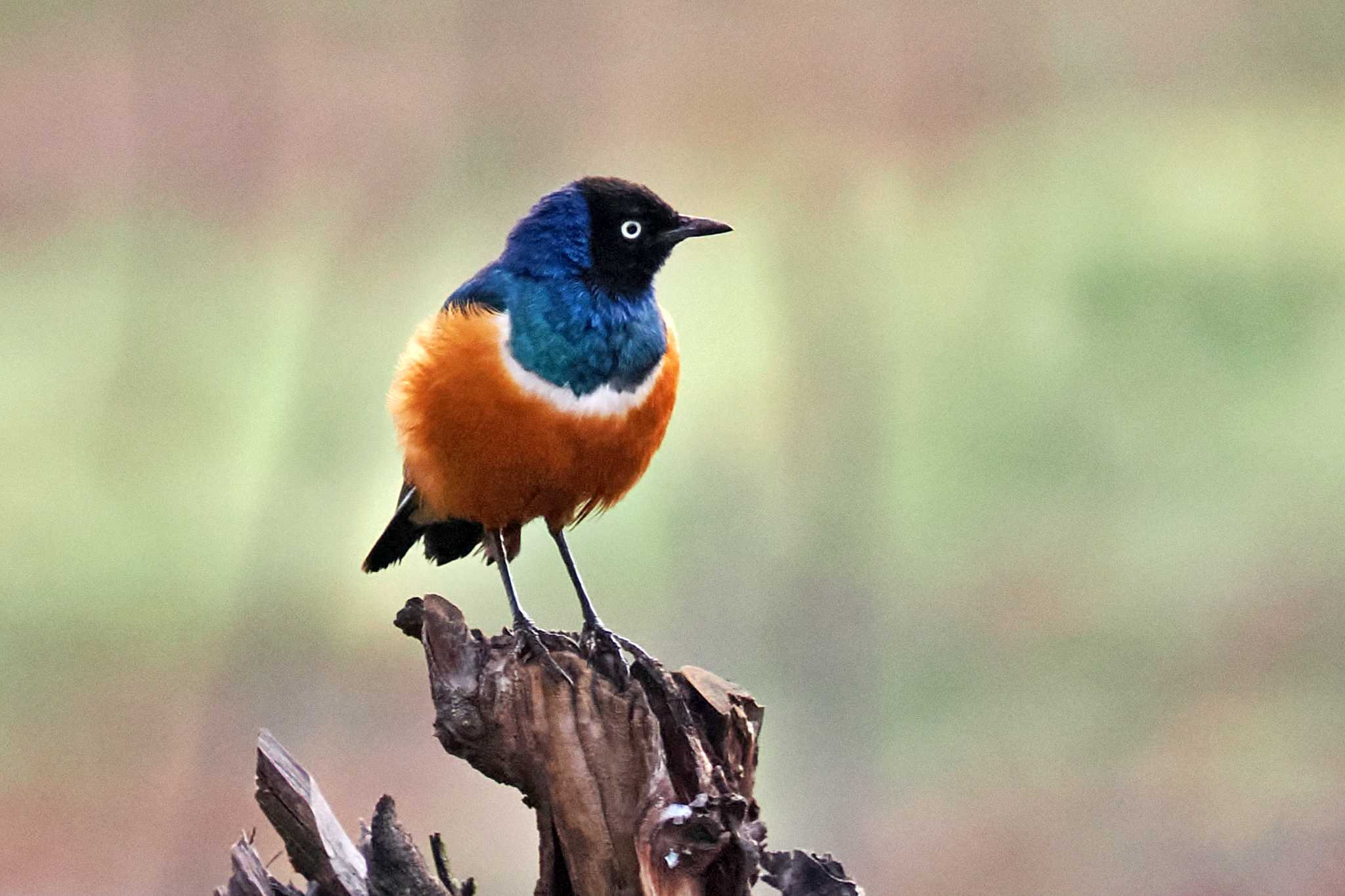 Photo of Superb Starling at Amboseli National Park by 藤原奏冥