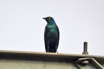 Greater Blue-eared Starling Amboseli National Park Mon, 1/1/2024