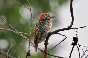 Cardinal Woodpecker Amboseli National Park Mon, 1/1/2024