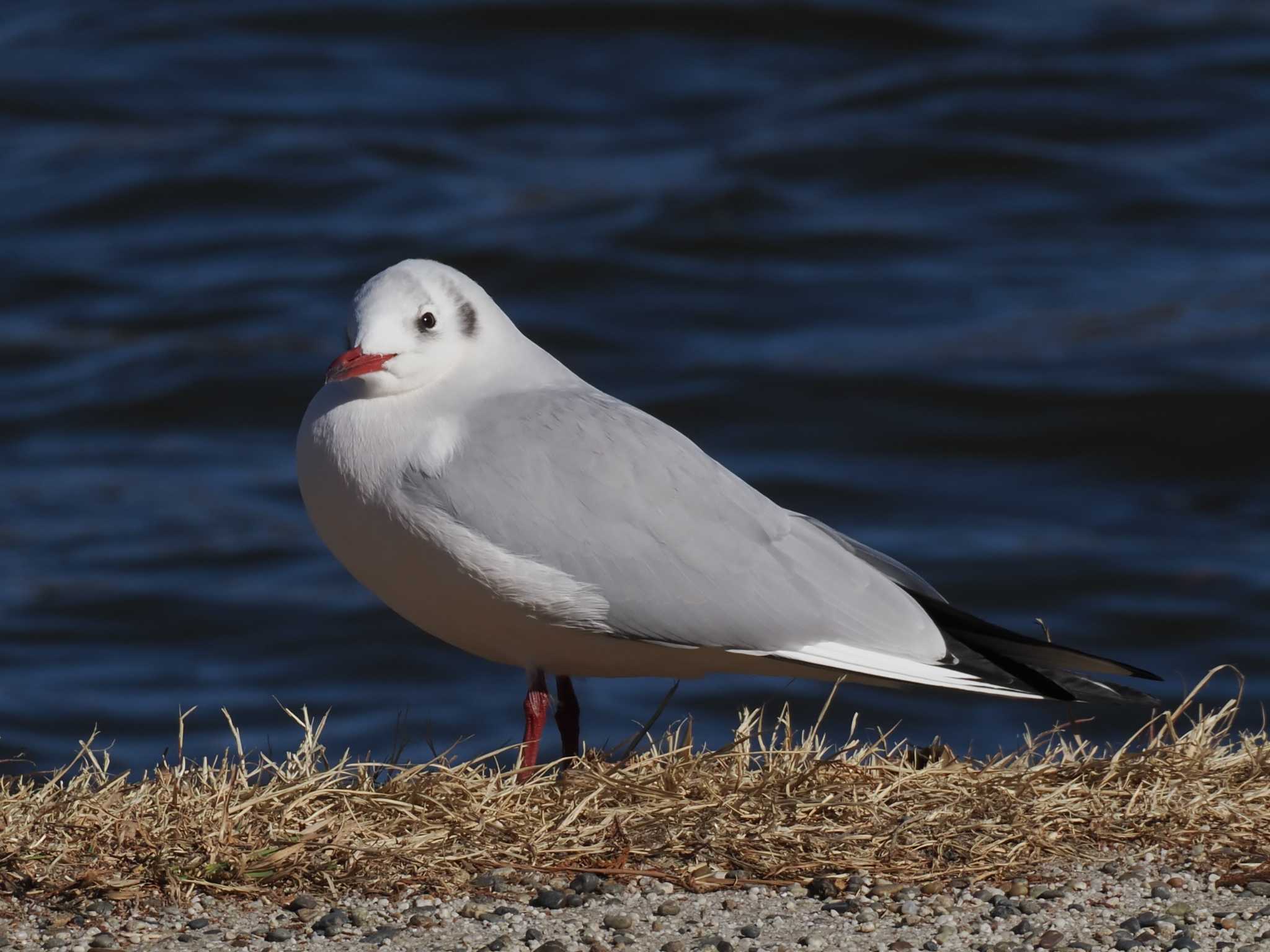 ユリカモメ