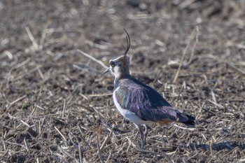 Northern Lapwing 栃木県  Sun, 1/7/2024