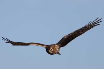 Wed, 1/10/2024 Birding report at Inashiki