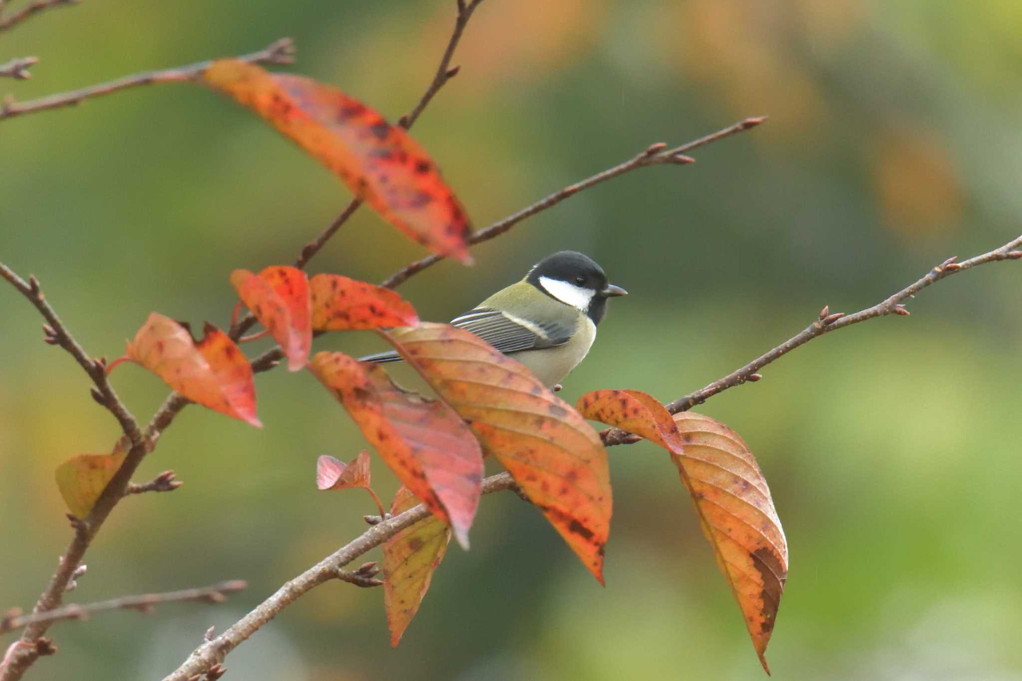 シジュウカラ