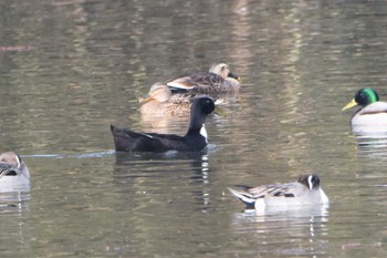 アヒル くまもと野鳥の森 2020年1月15日(水)