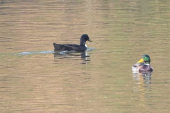 アヒル くまもと野鳥の森 2020年1月15日(水)