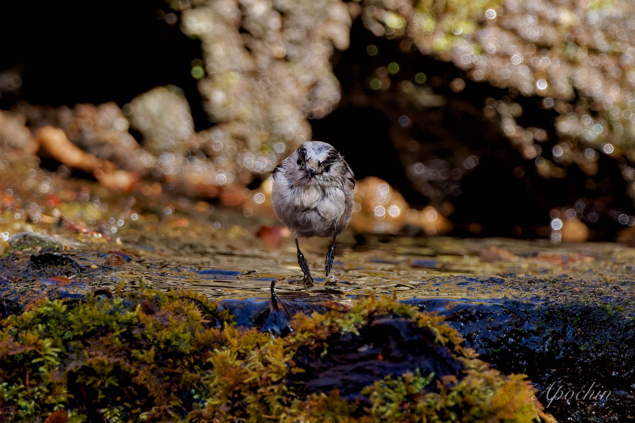 Long-tailed Tit