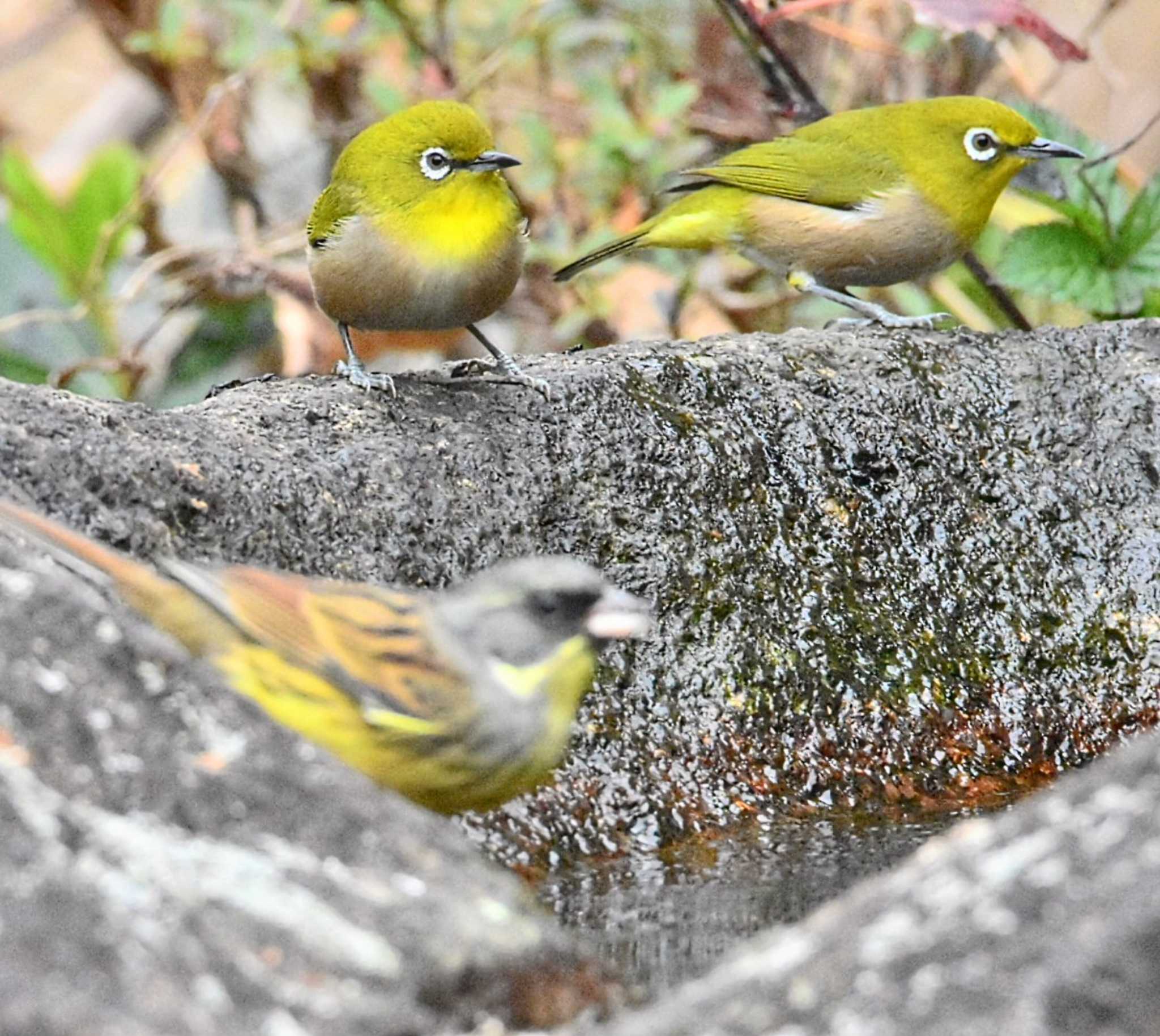 アオジの後メジロ水飲み🐦🐦 by ぎたふぐ