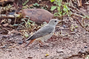 Common Rock Thrush Amboseli National Park Mon, 1/1/2024