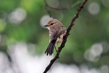 African Grey Flycatcher Amboseli National Park Mon, 1/1/2024