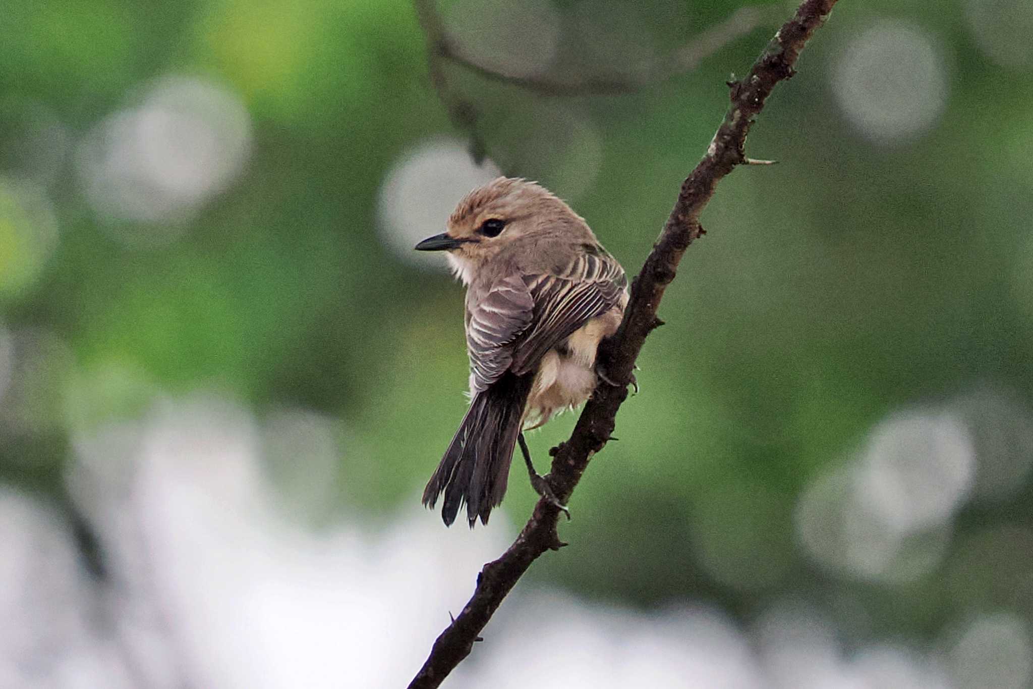 Photo of African Grey Flycatcher at Amboseli National Park by 藤原奏冥