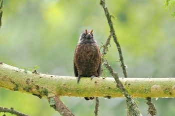 Grey-throated Barbet