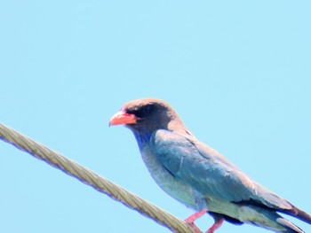 ブッポウソウ Brisbane, QLD, Australia 2023年12月28日(木)