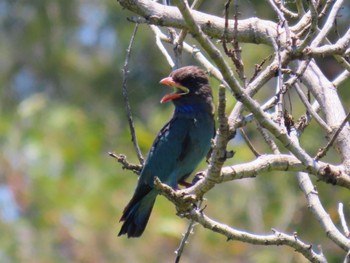 Oriental Dollarbird Brisbane, QLD, Australia Thu, 12/28/2023