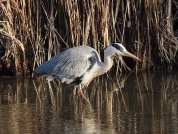 Tue, 1/9/2024 Birding report at Izunuma