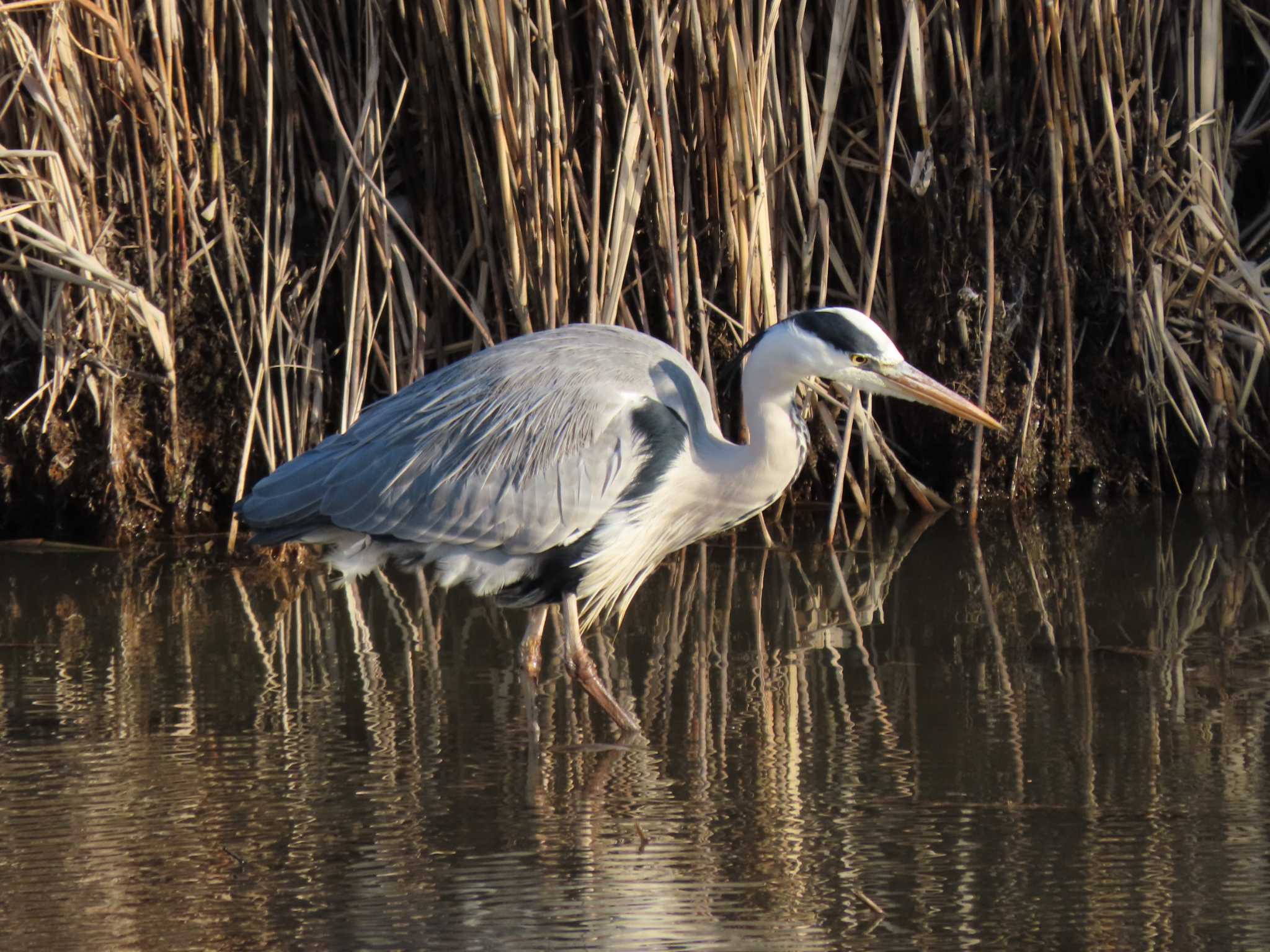 Grey Heron