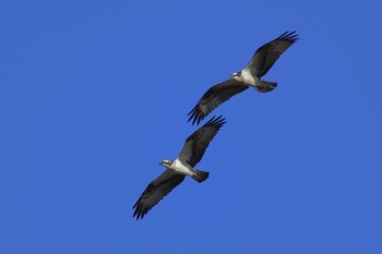 Osprey Unknown Spots Mon, 1/1/2024