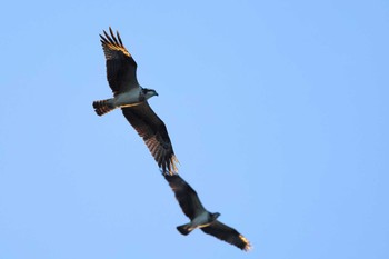 Osprey Unknown Spots Mon, 1/1/2024