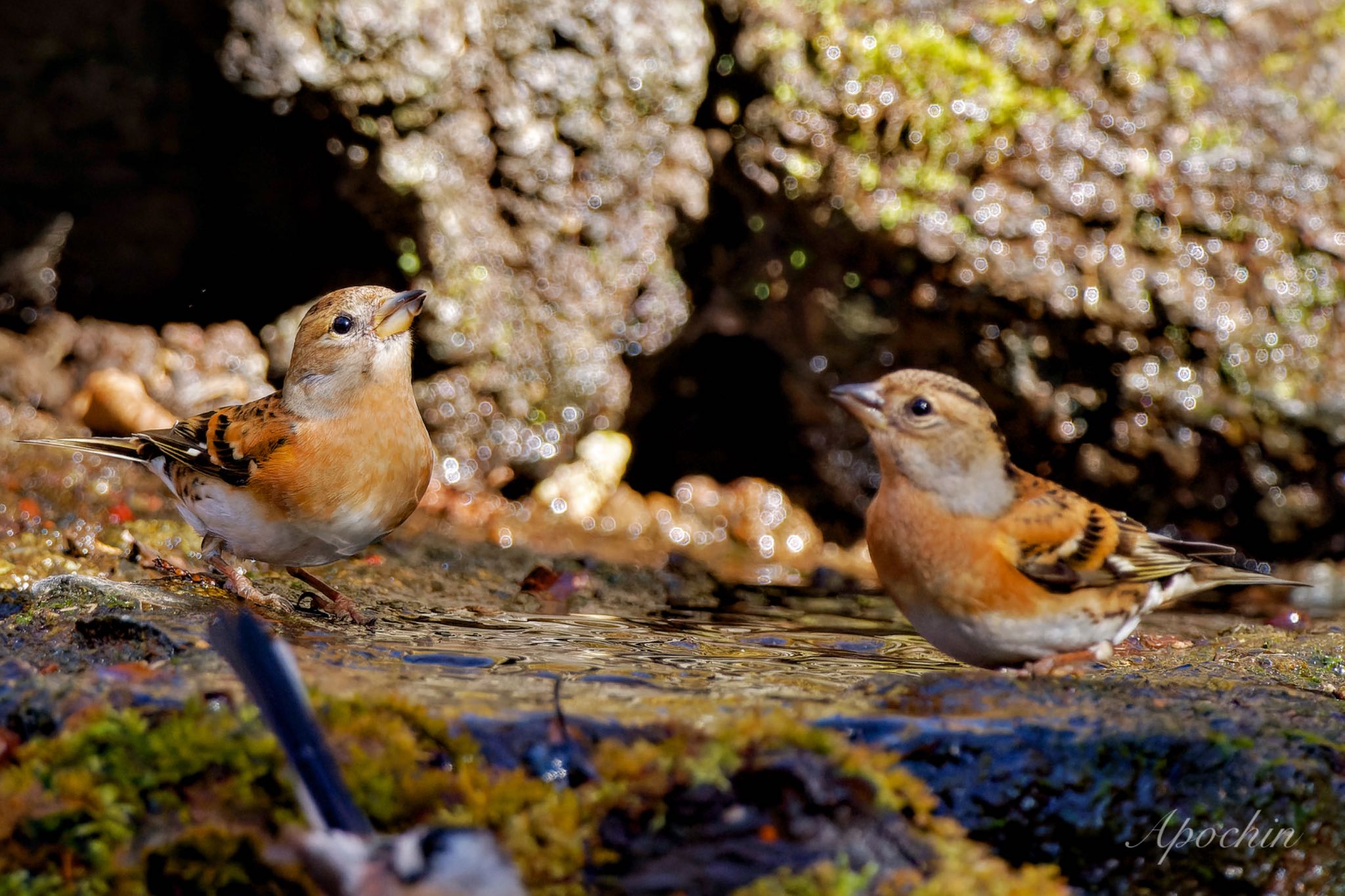 Brambling