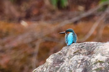 カワセミ びわこ文化公園 2024年1月11日(木)