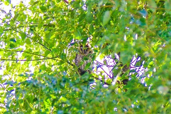 Long-eared Owl 中里公園(寒川町) Wed, 1/10/2024