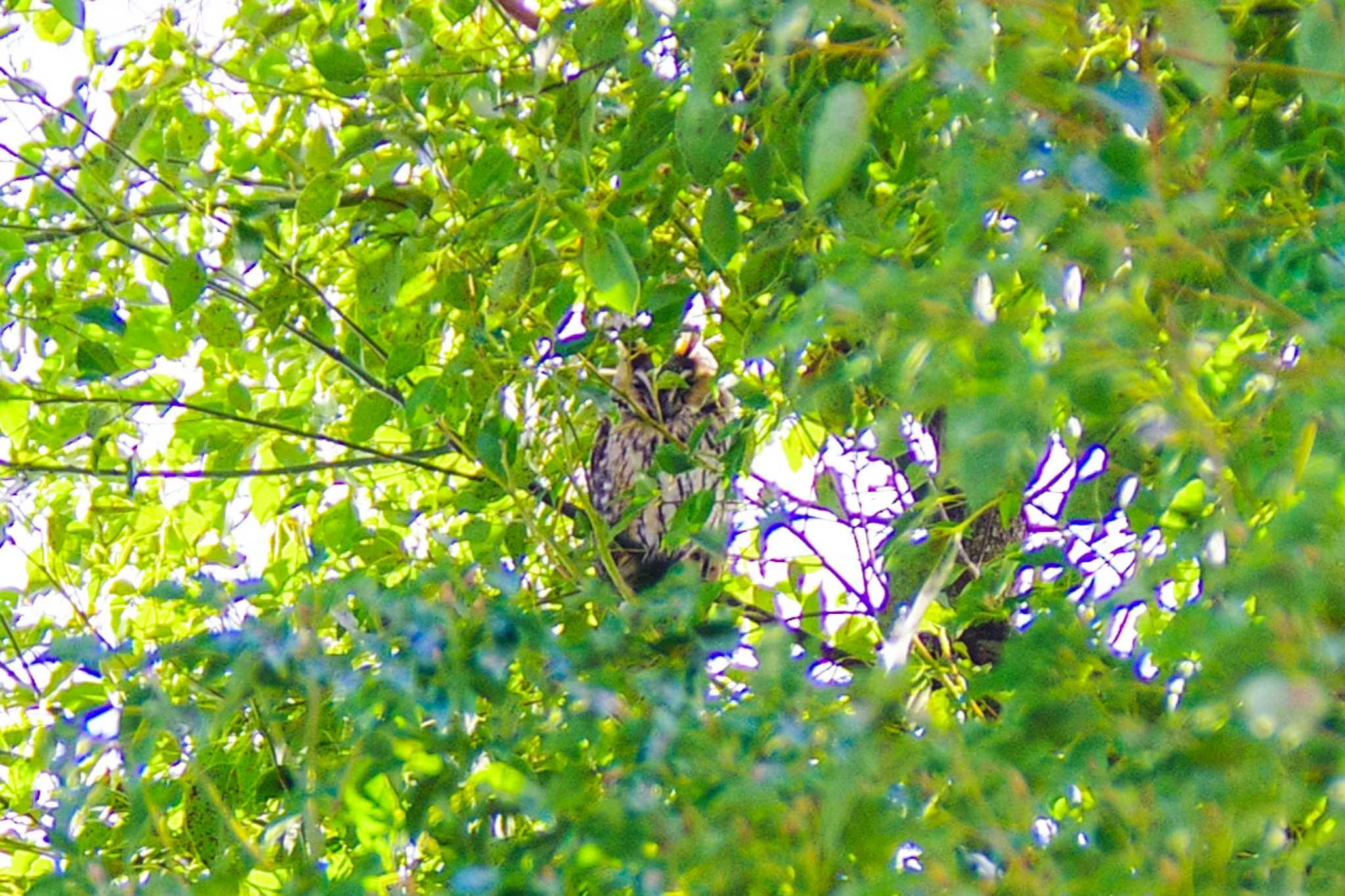 Photo of Long-eared Owl at 中里公園(寒川町) by BW11558