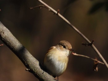 Red-breasted Flycatcher 岡山県 Thu, 1/11/2024