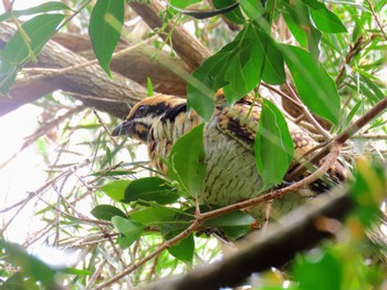 Pacific Koel Long Reef(Australia, NSW) Fri, 1/5/2024