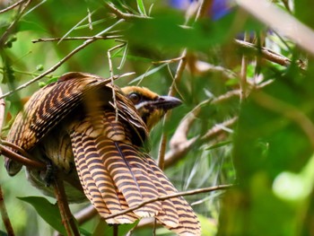 Pacific Koel Long Reef(Australia, NSW) Fri, 1/5/2024