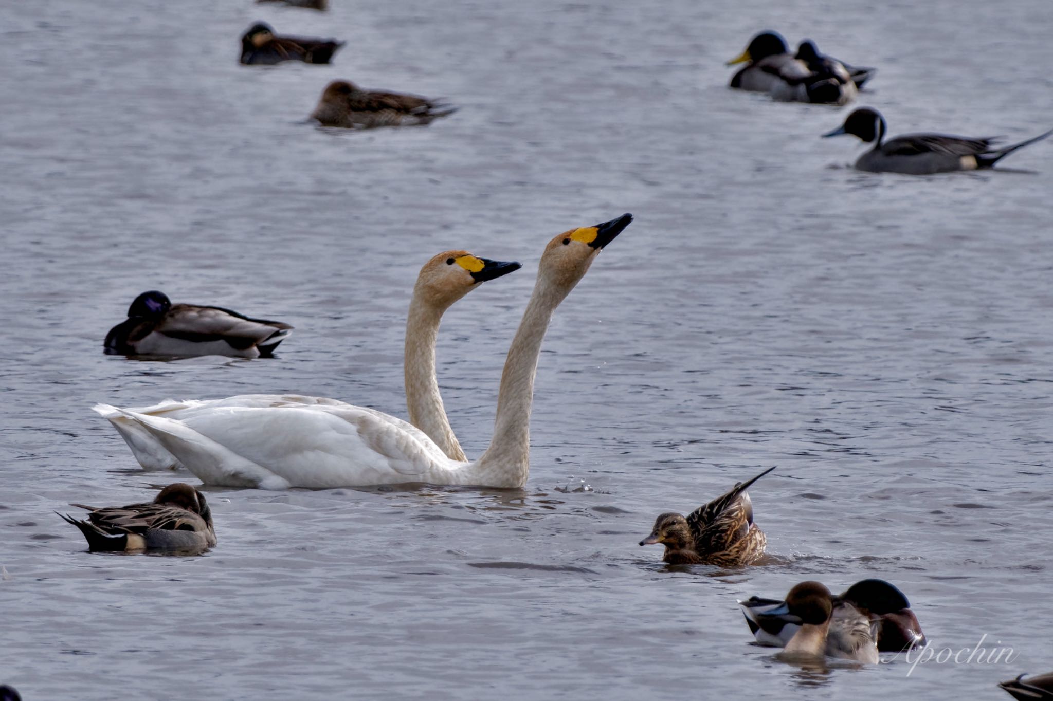 Photo of Tundra Swan at 東庄県民の森 by アポちん