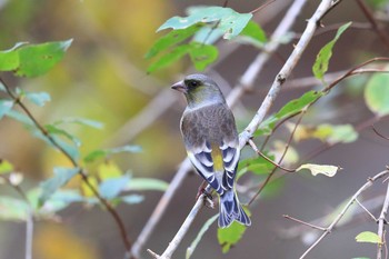 Grey-capped Greenfinch