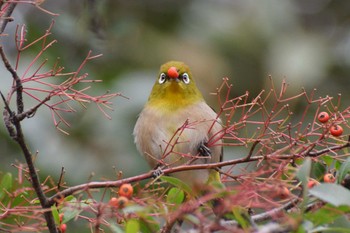 Warbling White-eye ＭＦ Thu, 1/11/2024