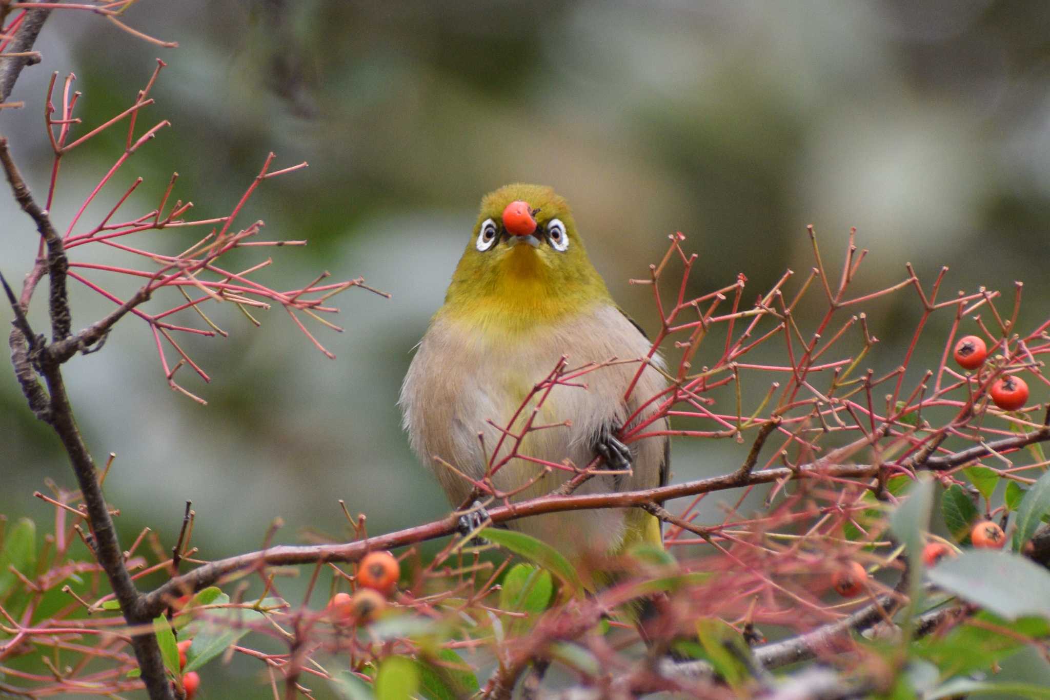 Warbling White-eye