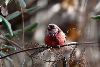 2024年1月10日(水) 早戸川林道の野鳥観察記録