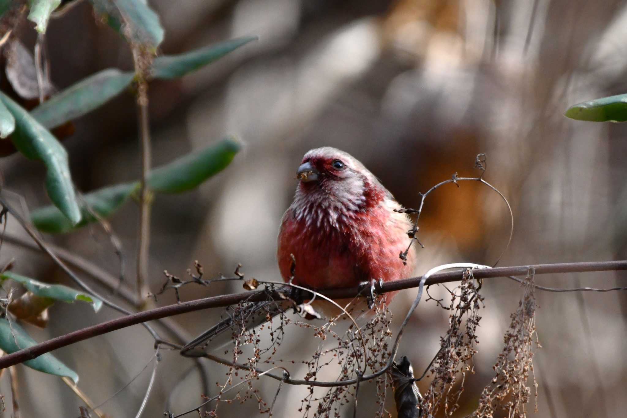 Siberian Long-tailed Rosefinch