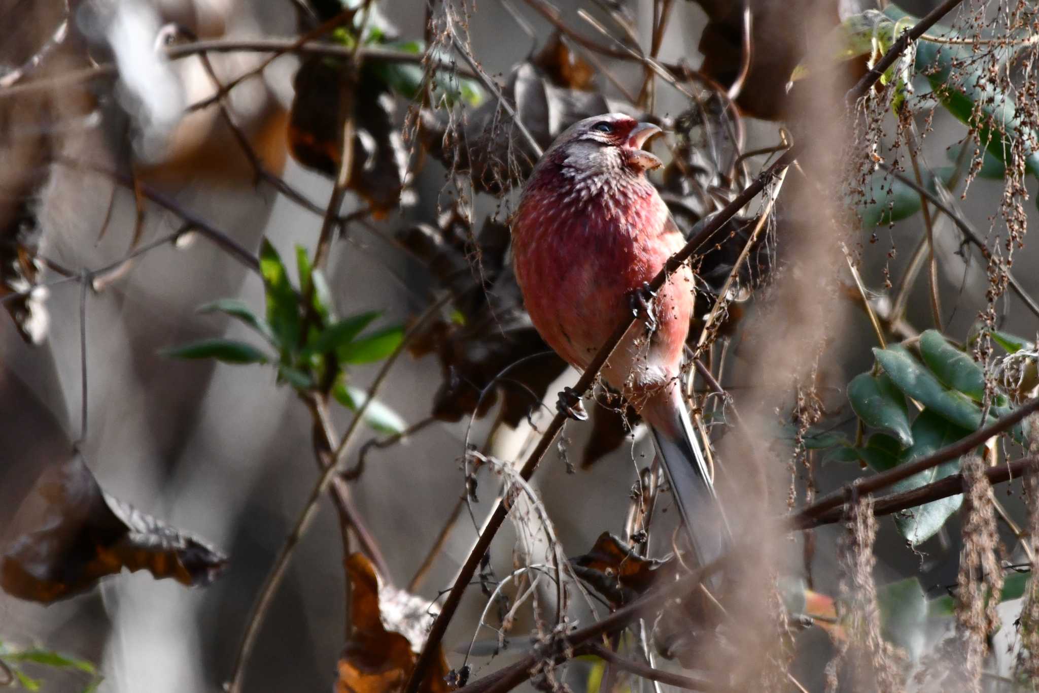 Siberian Long-tailed Rosefinch