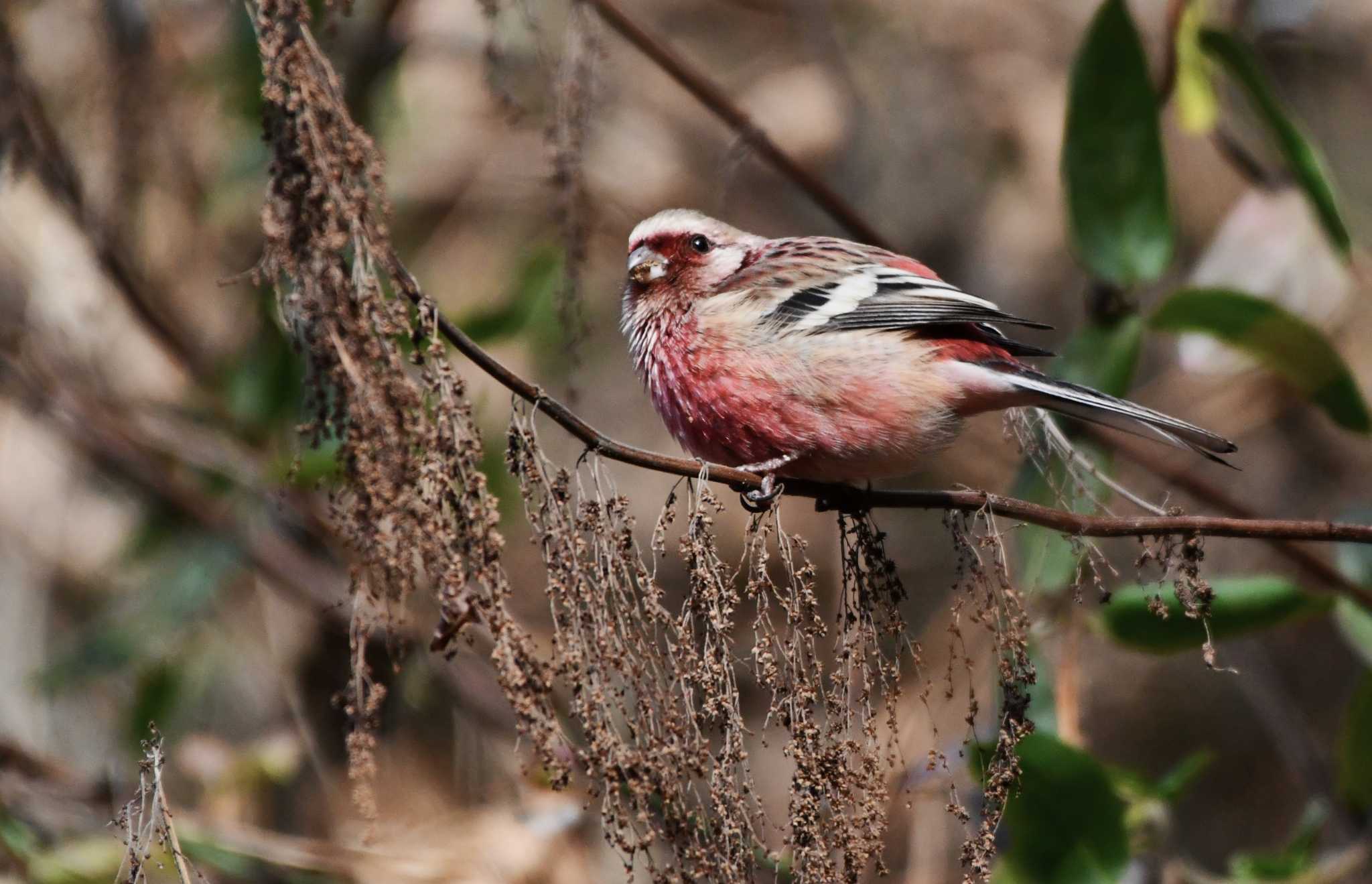 Siberian Long-tailed Rosefinch