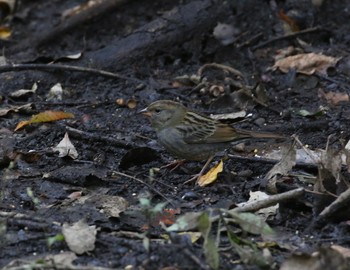 Grey Bunting 横浜 Sat, 11/3/2018