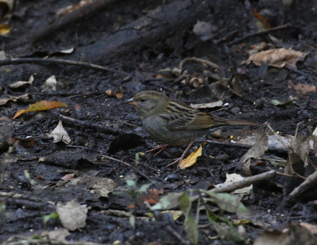 Photo of Grey Bunting at 横浜 by テツ