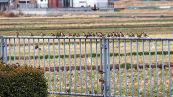 Eurasian Tree Sparrow 姫路市 Wed, 1/10/2024