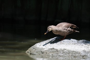 Eastern Spot-billed Duck Oizumi Ryokuchi Park Sat, 6/17/2023