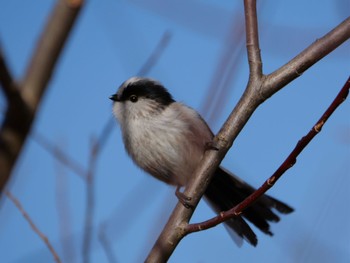 Long-tailed Tit 麻機遊水地 Tue, 1/9/2024