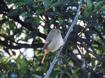 Tue, 1/9/2024 Birding report at 袖ヶ浦市椎の森