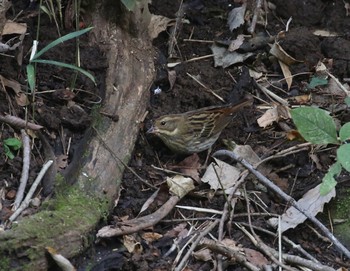 Grey Bunting 横浜 Sat, 11/3/2018