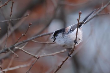 Long-tailed Tit 愛知県 Tue, 1/2/2024